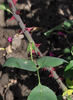 Elvira Aramayo, Cl. rose photo