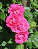 Distinction, Cl. rose photo