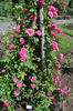 Distinction, Cl. rose photo