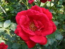 Stromboli rose photo