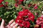 Border King rose photo