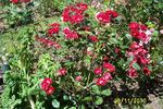 Border King rose photo