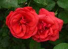 Roter Stern rose photo
