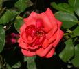 Roter Stern rose photo