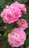 Anne rose photo