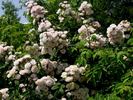 Corsana rose photo