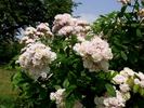Corsana rose photo