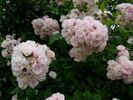 Corsana rose photo