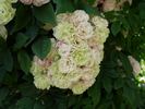 Corsana rose photo