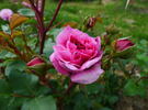 Abrud rose photo