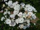 Jacqueline Humery rose photo