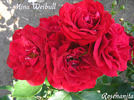 Nina Weibull ® rose photo
