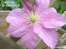 Comtesse de Bouchaud clematis photo