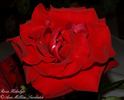 Hidalgo® rose photo