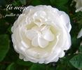 La Neige rose photo