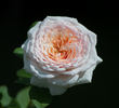 Magnificent Perfume rose photo