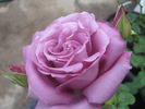 Vol de Nuit rose photo