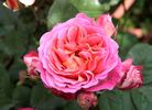 Château de Verteuil ® rose photo