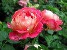 Château de Verteuil ® rose photo