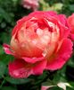 Château de Verteuil ® rose photo
