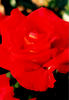 Canadian Sunset rose photo