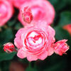 Amy's Choice rose photo