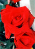 Pete Musser rose photo