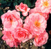 Rose Parade rose photo