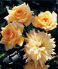 Carolyn's Passion ™ rose photo