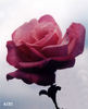 Bowie Pink Lady rose photo