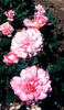 Brocade rose photo