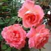 Artistry rose photo