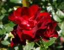 Keep In Touch rose photo