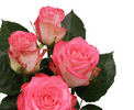 Ensemble® rose photo