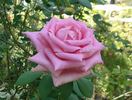 Affirm rose photo