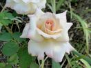 Fushimi rose photo