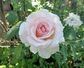 Hawkeye Belle rose photo