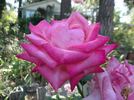 Hoochie Koochie rose photo