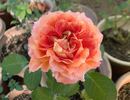Tangerine Streams rose photo