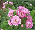 Werner von Blon rose photo