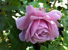 Oiseau Bleu rose photo