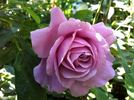 Oiseau Bleu rose photo