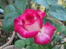 Pinnacle rose photo