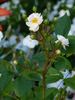 Hedi Grimm rose photo