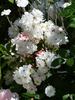 Hedi Grimm rose photo