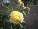 Casino ® rose photo
