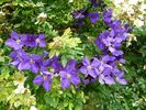 Jackmanii Superba clematis photo