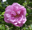 Monte Rosa rose photo