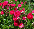 Arcadia rose photo