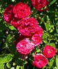 Arcadia rose photo